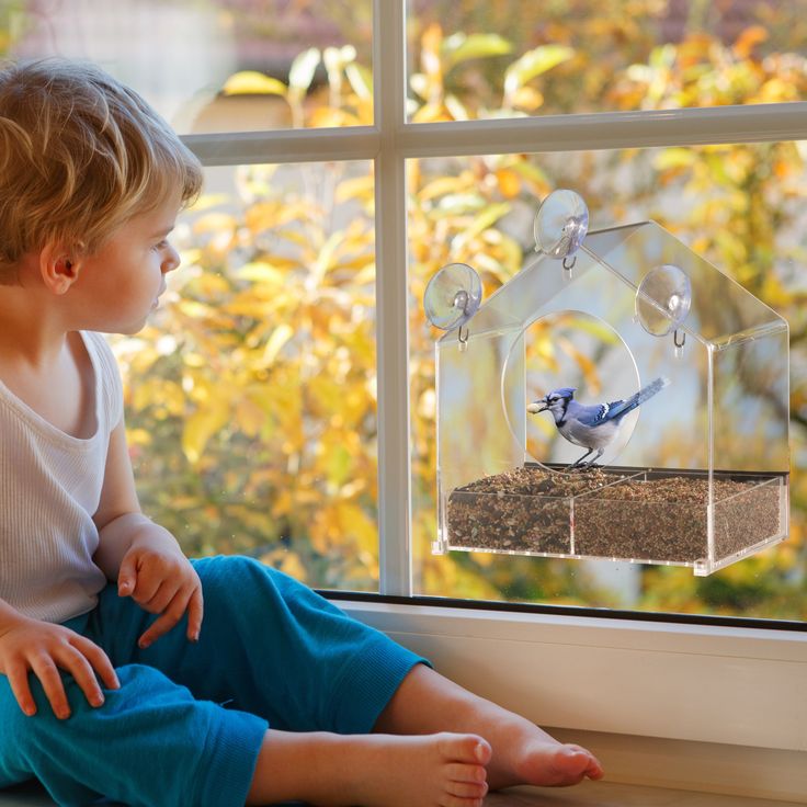 Window Bird Feeder