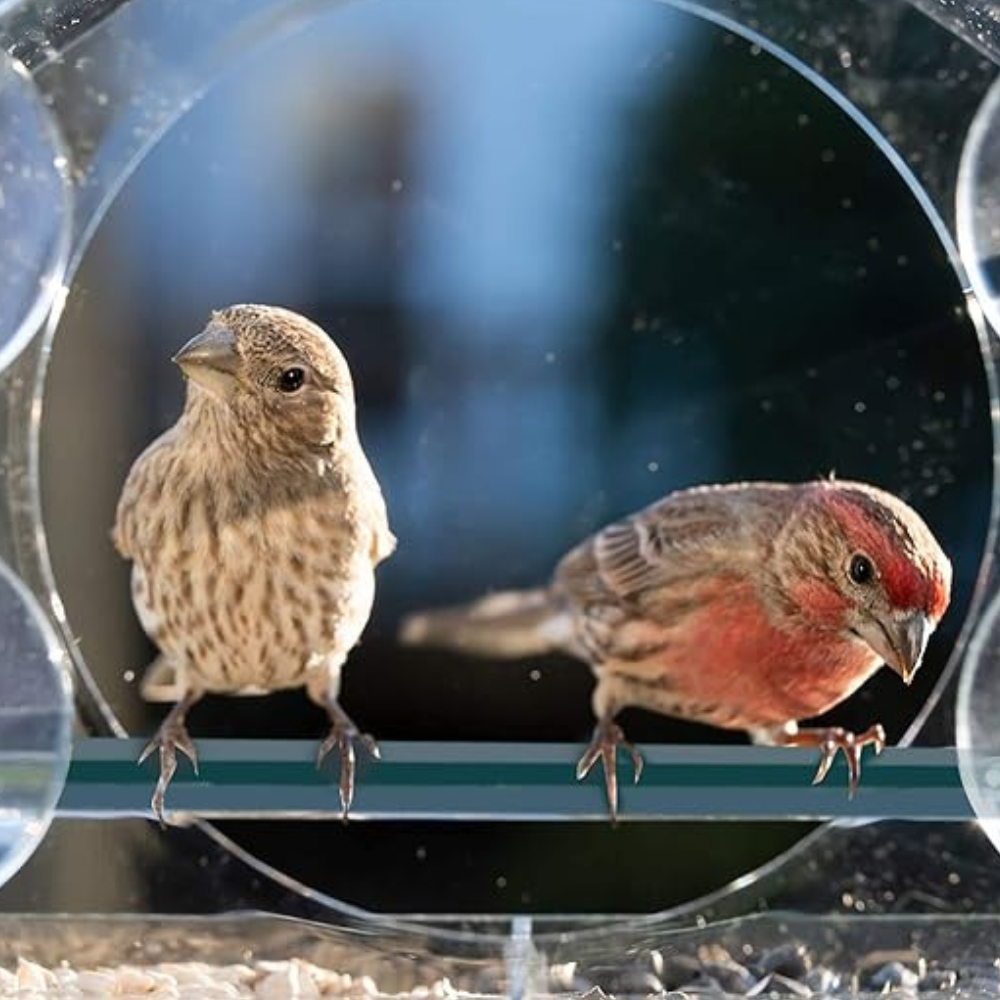 Window Bird Feeder